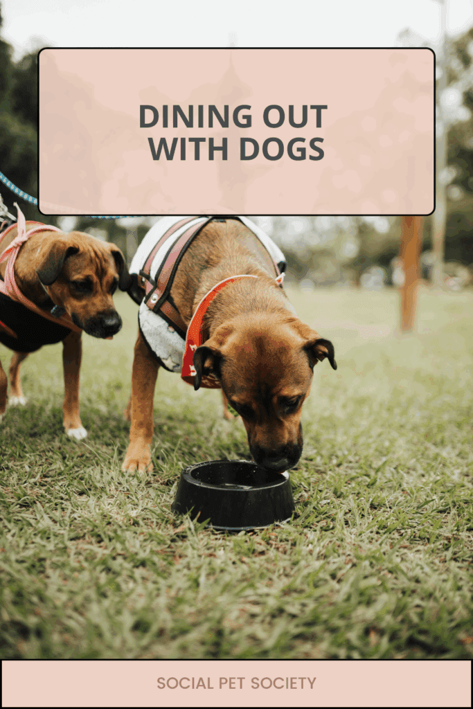 Dog drinking water from portable bowl at restaurant