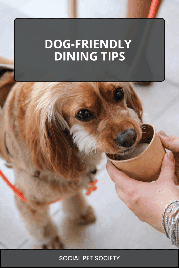 Well-behaved dog drinking at dog-friendly café