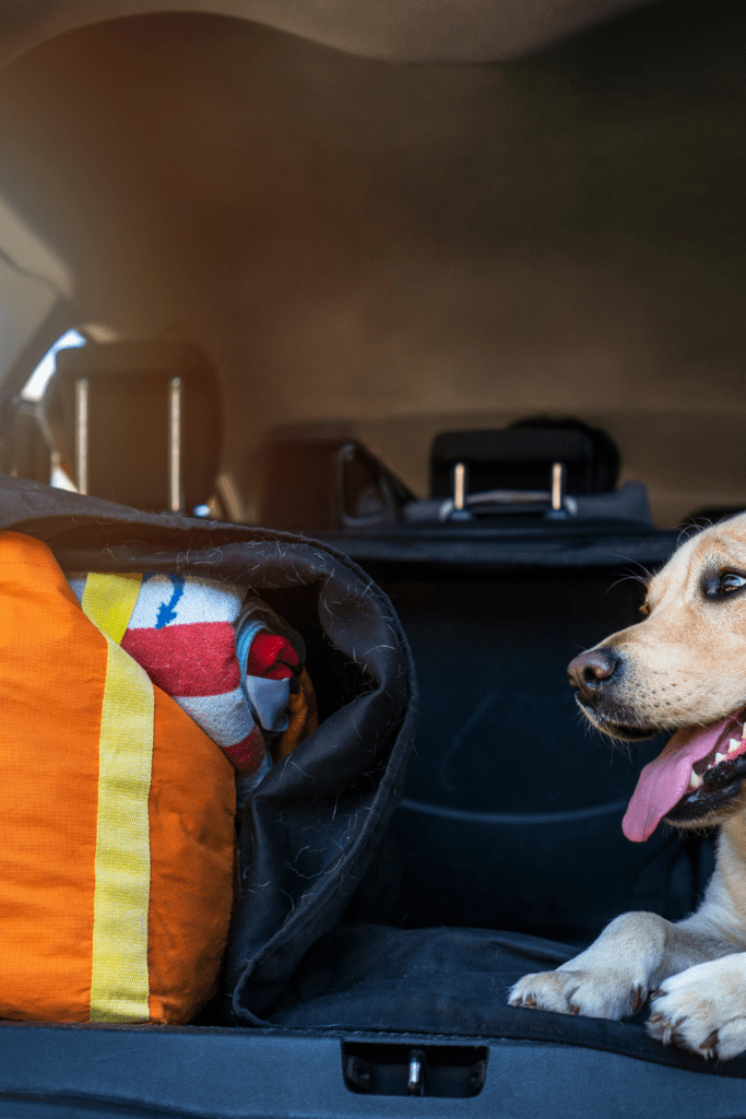 A dog sitting in the boot of a car with its travel bag, looking ready for an adventure.