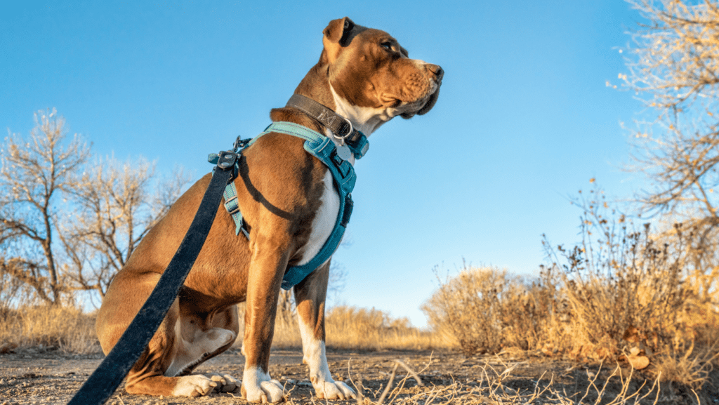 Dog with Apparel on looking good in the afternoon sun