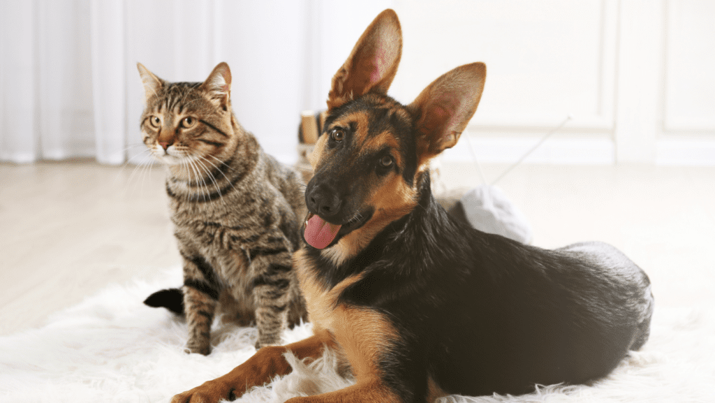 Energetic looking young dog and relaxed tabby cat hanging out together