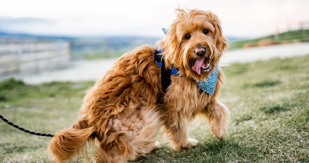 Happy dog from pet botanica with bandana