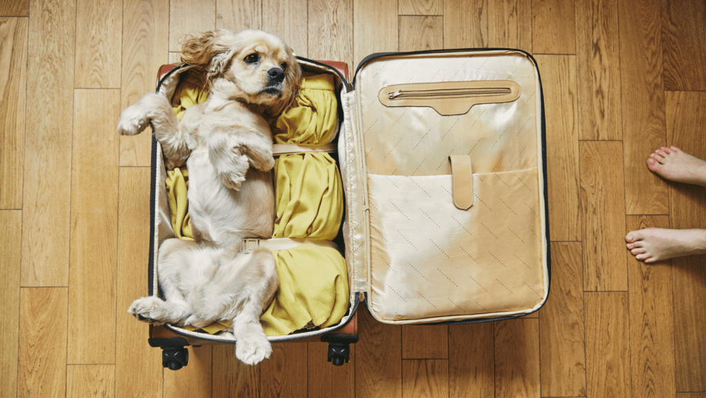 A dog lounging on a suitcase ready to go on a trip to stay in an Airbnb