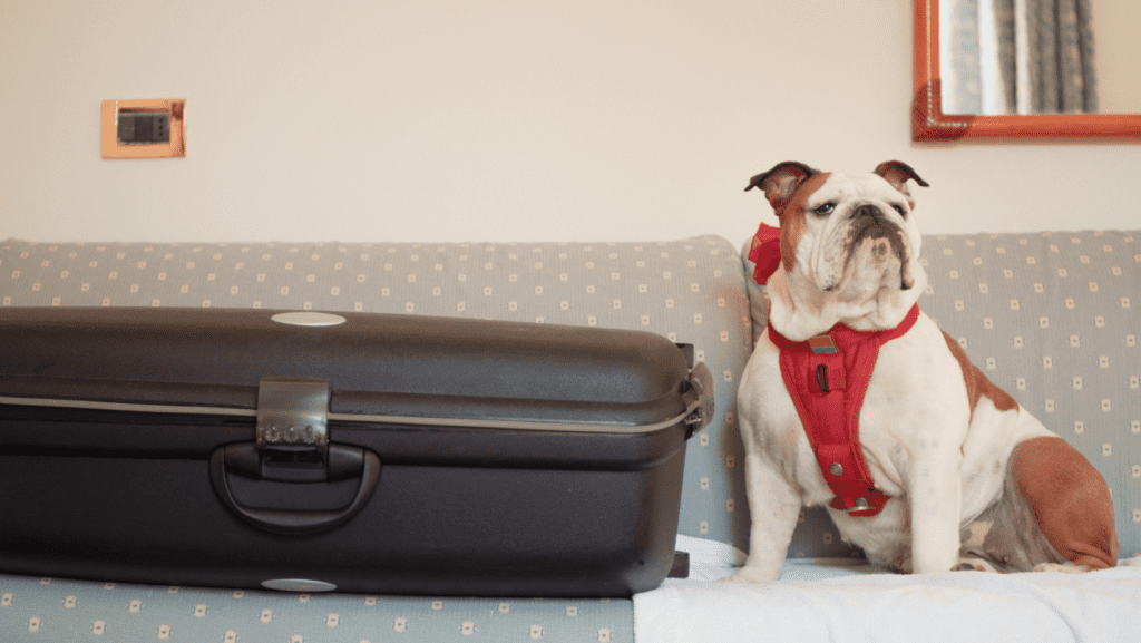 Dog next to suitcase ready on couch after arriving at a pet-friendly Airbnb