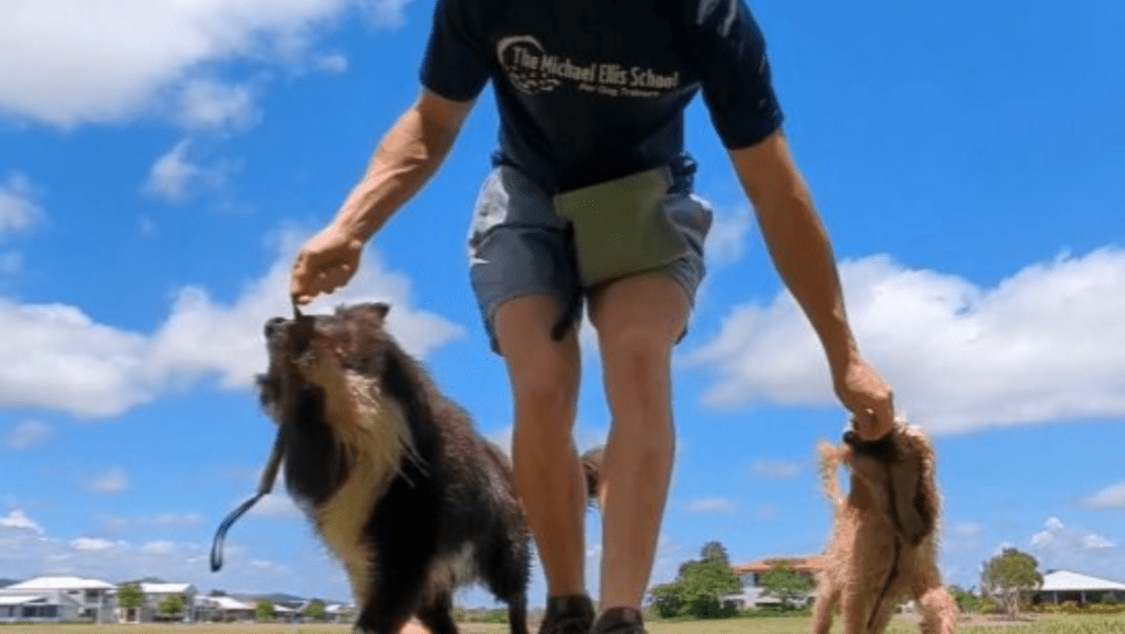 Two dogs undergoing training session with owner of pawprides.