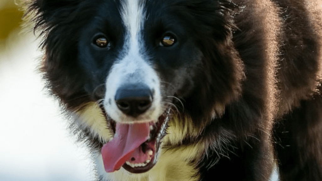 Border Collie dog looking eager and happy during training