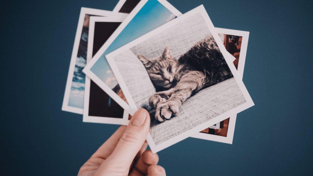 Polaroid snapshots capturing the adorable moments of beloved pets.