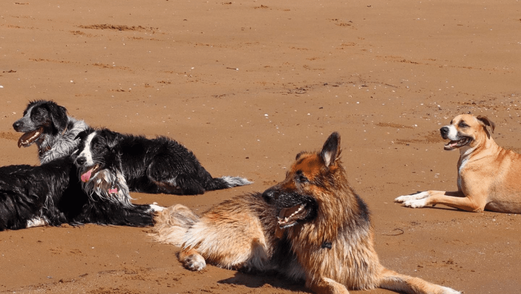 Four dogs looking tired but content after having a training session