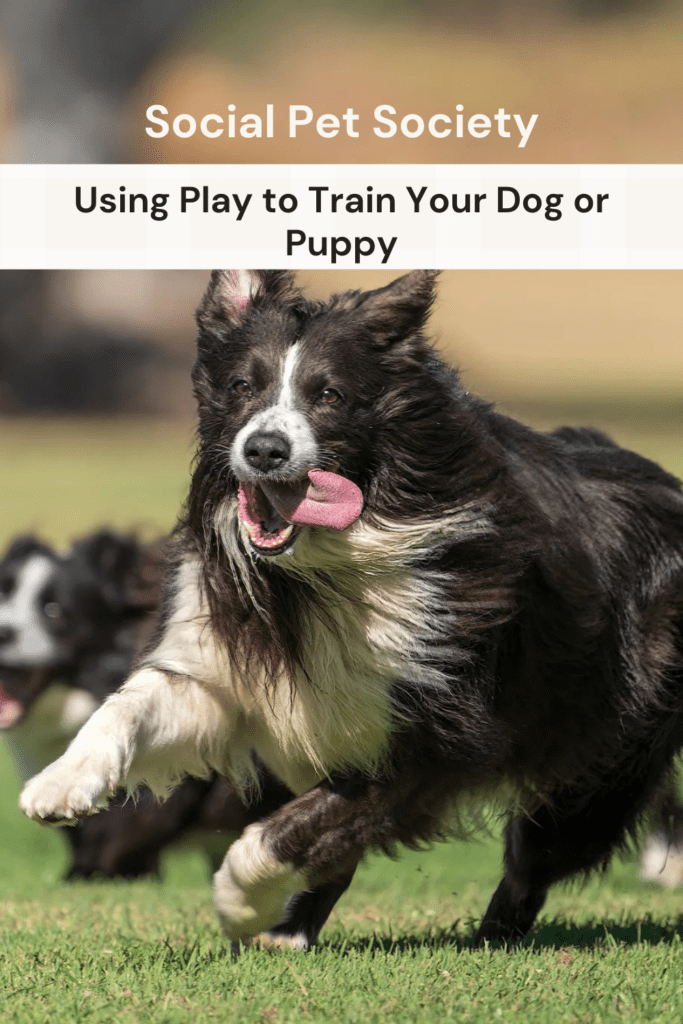 A happy dog running with tongue out and the words using play to train your dog or puppy