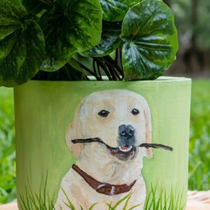 Traditional Labrador