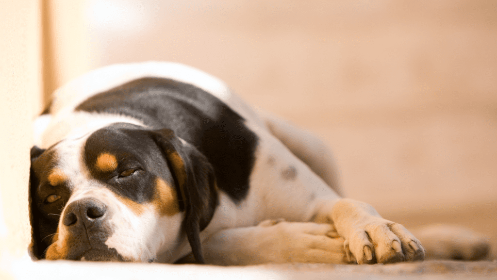 A forlorn-looking dog lays alone in a yard, expressing sadness and solitude.
