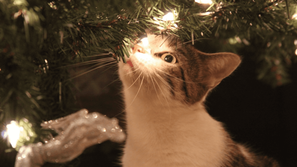 Cosy Cat Nestled under a Twinkling Christmas Tree Lights