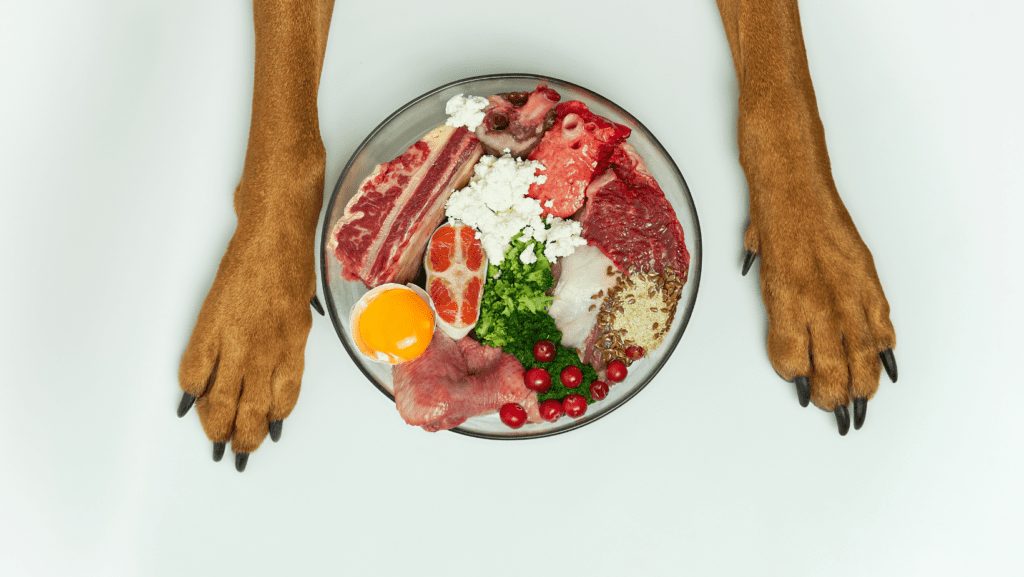 Image of dog paws beside a plate of wholesome and nutritious food, highlighting a balanced and healthy diet for dogs.