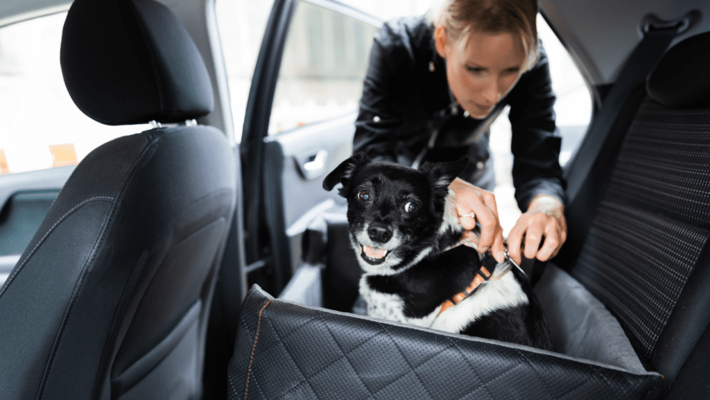 An adorable small to medium-sized dog sits comfortably in a booster seat inside a car. The dog is secured with a harness, enjoying a safe and elevated position that allows it to look out of the window. The booster seat features a removable comfort pillow, ensuring a cosy and secure travel experience for the furry passenger.