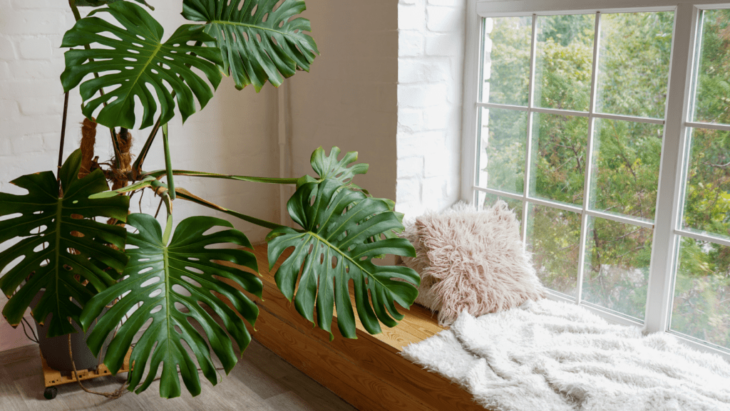 Pet friendly plants in the home.