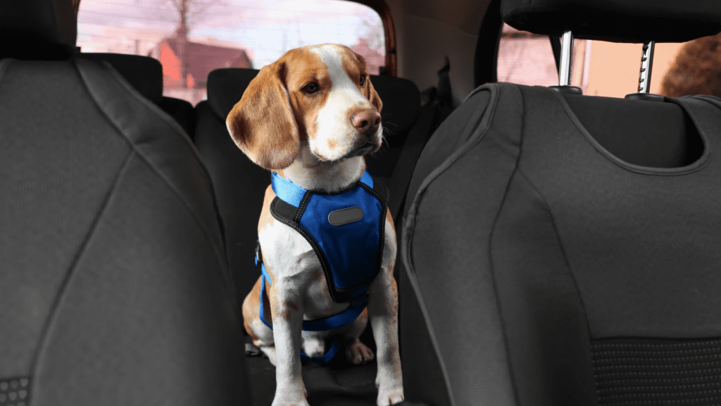 A dog is securely fastened with a restraint harness inside a car, ensuring a safe and comfortable travel experience. The harness connects to the back seat, preventing excessive movement during stops or crashes. This safety measure reduces the risk of injuries and distractions for both the dog and the driver.