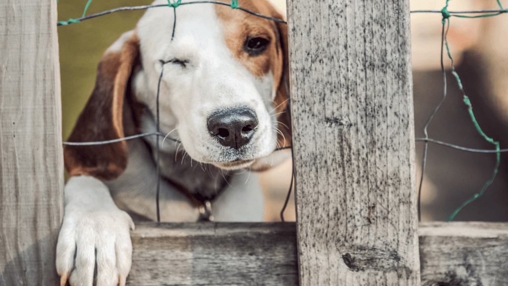 A melancholy dog gazes sadly through a fence, left alone in an outdoor space.