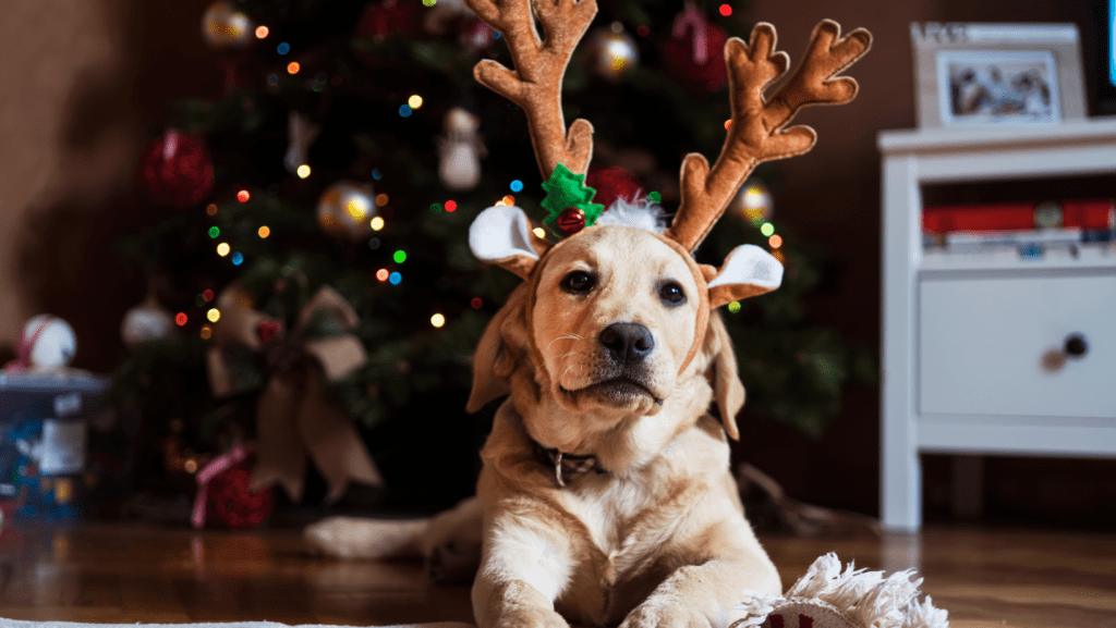 Merry Christmas with a Dog