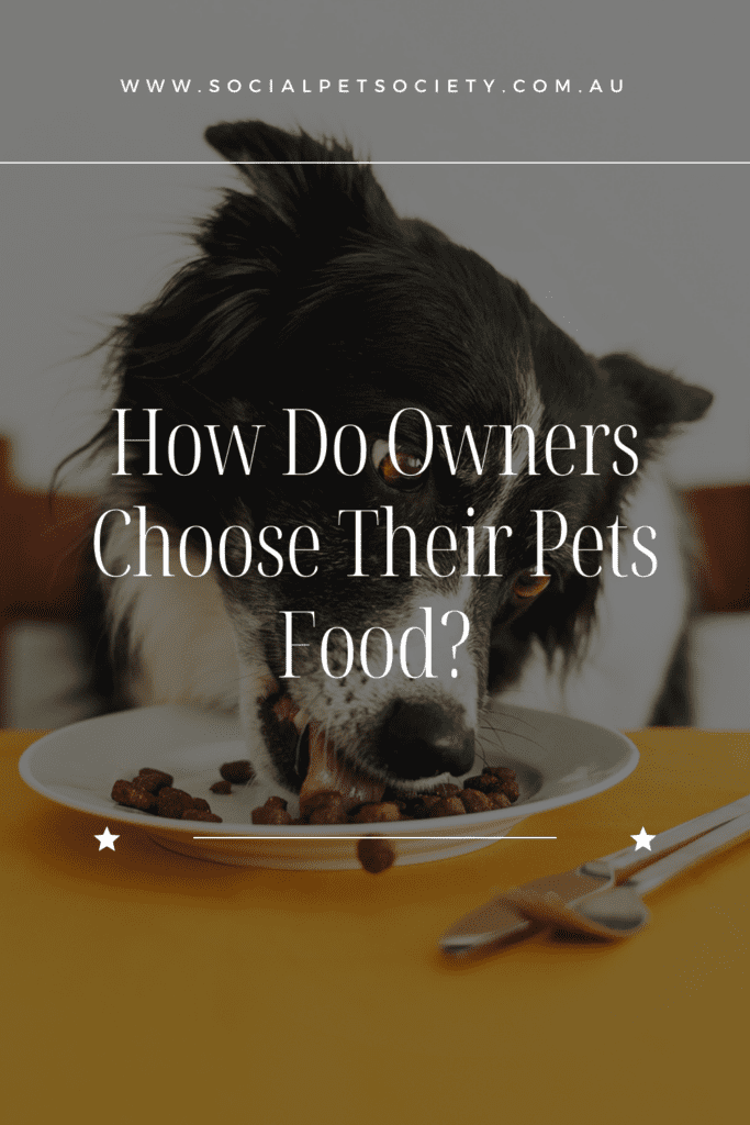 An adorable border collie joyfully devouring a bowl of delicious dog food.