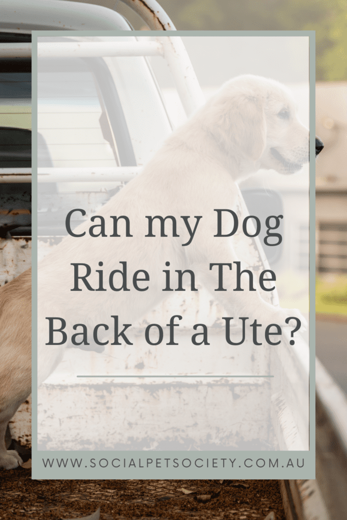 Explore the excitement of having your Border Collie as a travel buddy in the back of a ute.