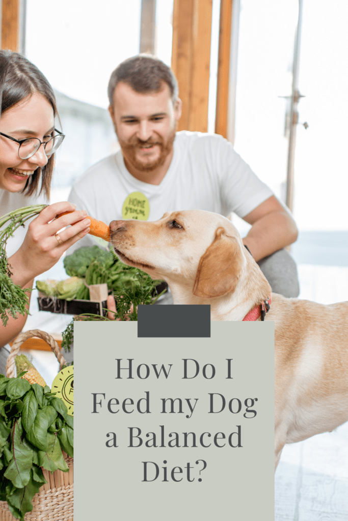 A man and woman who love their dog, share healthy food with the dog to improve wellbeing.