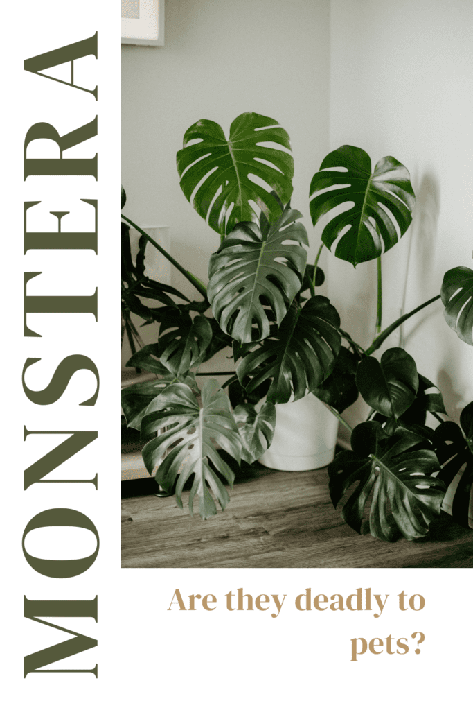 A lush Monstera plant with the caption: "Are they deadly for my pets?" Understanding the potential risks of Monsteras for your furry friends.