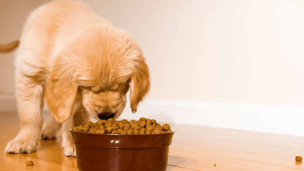 Happy dog enjoying a large bowl of food. Consider the benefits of buying pet food in bulk, exploring convenience and cost-effectiveness.