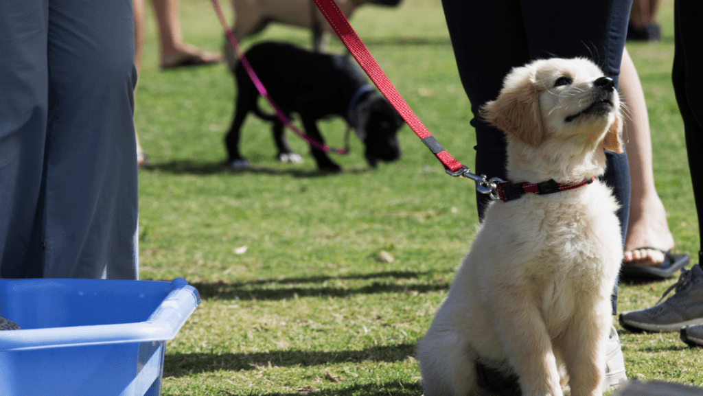 Happy Labrador puppy sitting at puppy pre-school training class