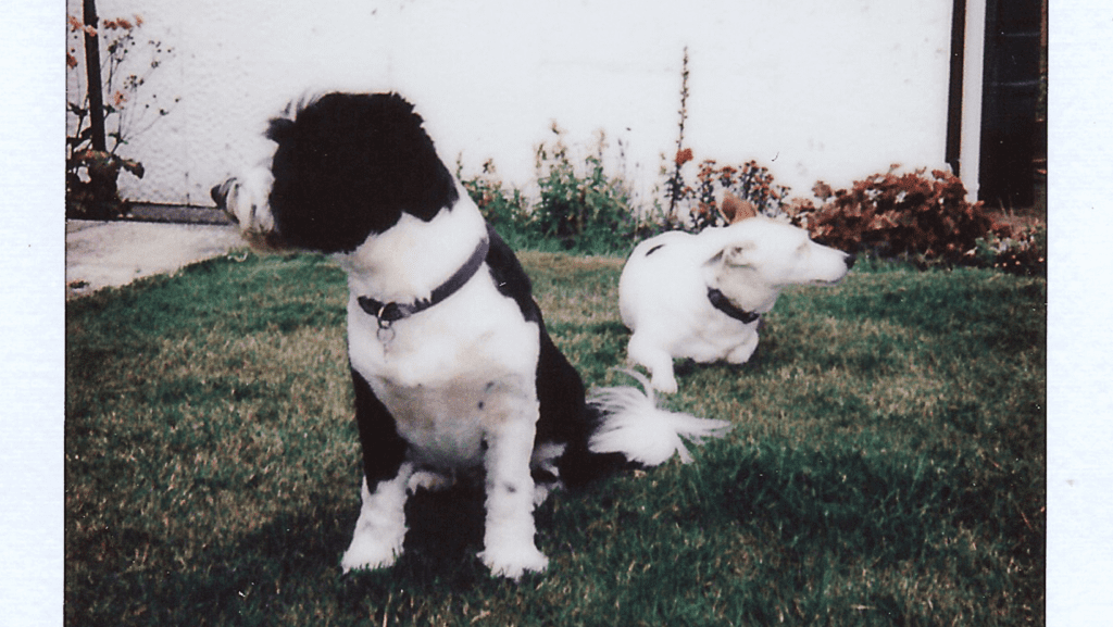 Vintage Canine Charisma: An Old Polaroid Captures the Heartwarming Presence of Dogs, Reflecting the Enduring Belief Among Pet Owners that All People Share a Love for Pets.