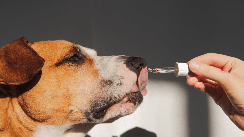 Playful dog enjoying a nutritional supplement from a pipette, guided by the caring owner – a heartwarming moment of canine care and well-being.
