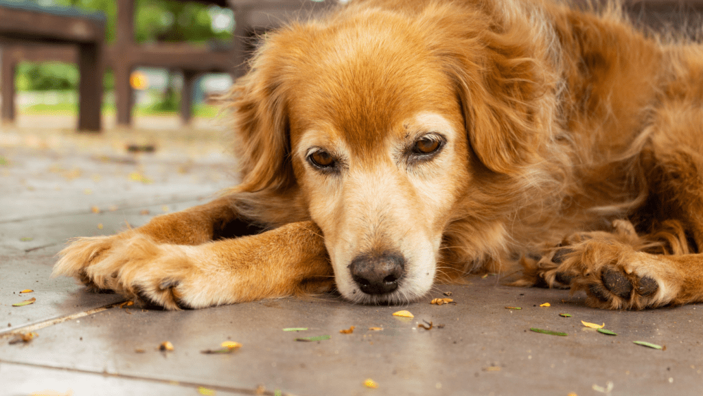 A forlorn dog, eyes reflecting a silent plea for companionship, surrounded by the heavy weight of emotional neglect, its spirit dimmed by the absence of love and connection.