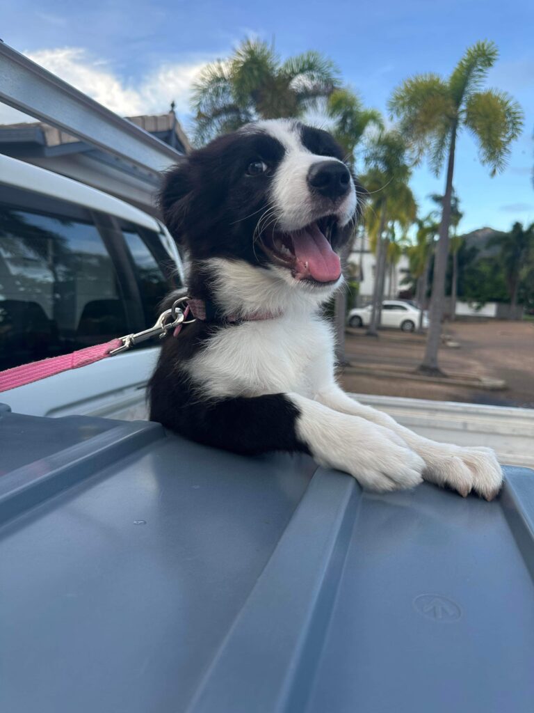 Highlighting the possibility of sharing adventures, a Border Collie puppy enjoys the open-air experience in the bed of a utility vehicle, sparking curiosity about safe and enjoyable travel for dogs.