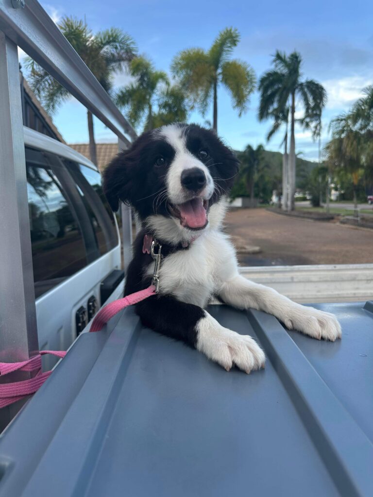 A playful Border Collie puppy sits comfortably in the back of a utility vehicle, embodying the joy of a carefree ride.