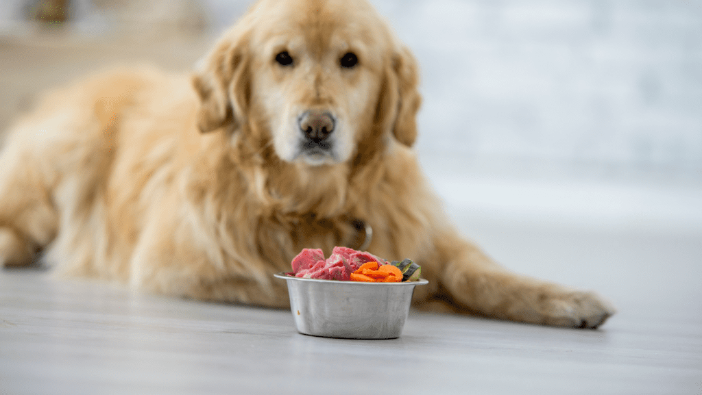 Labrador looking at camera with a bowl full of superfoods