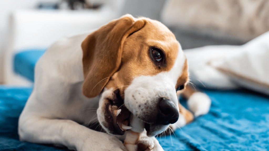 Adorable puppy exploring the world by chewing on household items.