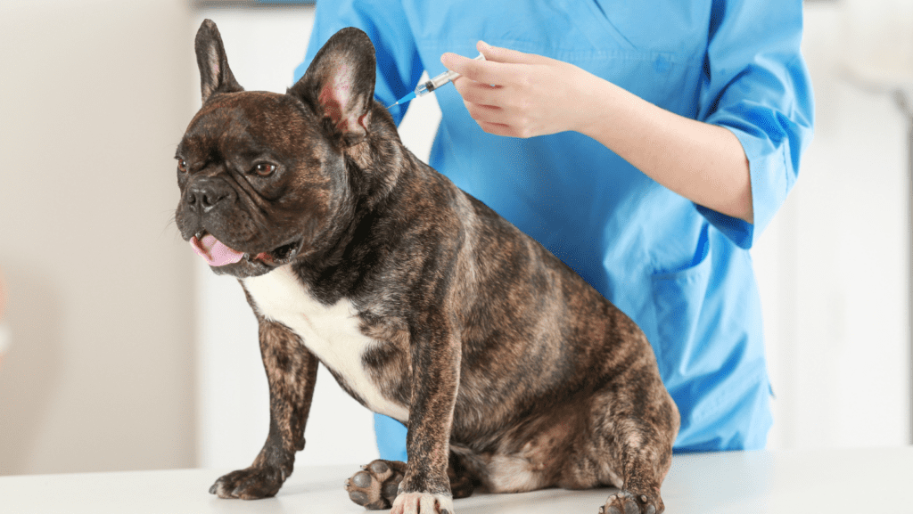 A brindle French bulldog sits happily as getting an annual immunisation