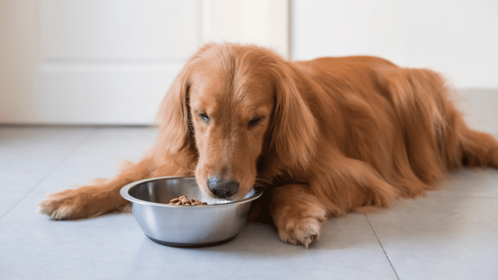 A dog guarding its food bowl while eating.