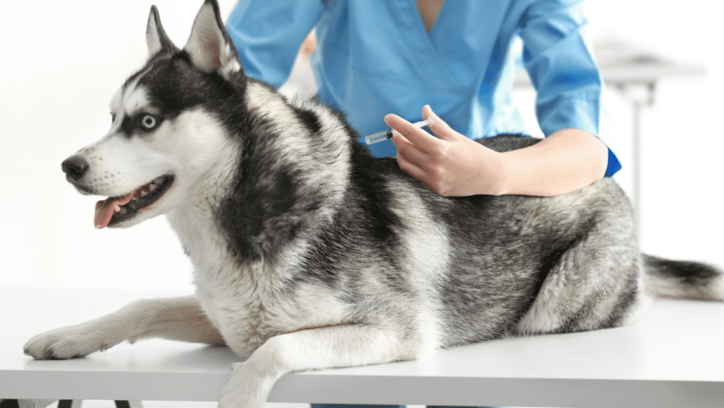 A siberian husky receiving a vaccination on a vet table