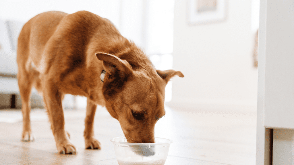 A dog happily drinking milk from a bowl, quenching its thirst.