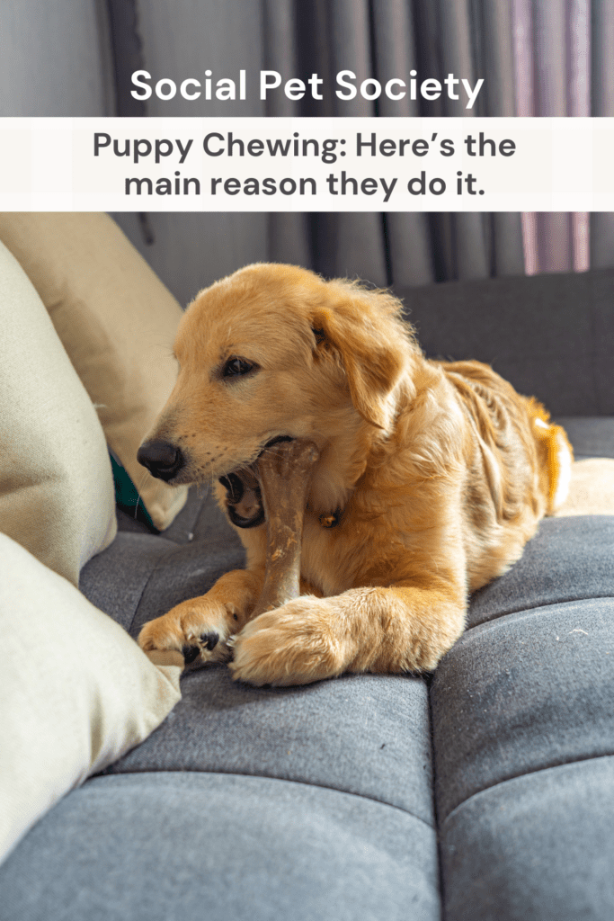 A golden retriever chewing on a bone or innards on a couch.