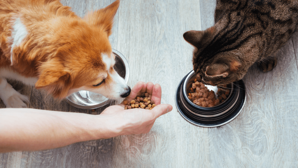 An owner encouraging a dog and cat to eat together peacefully.