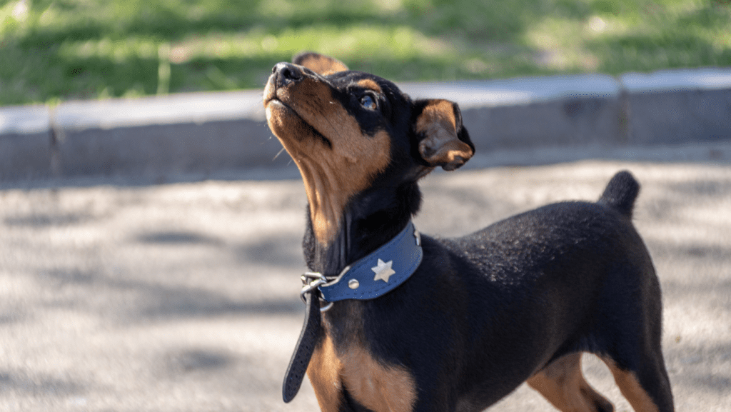 Dog looking up at owner with broad buckle collar on