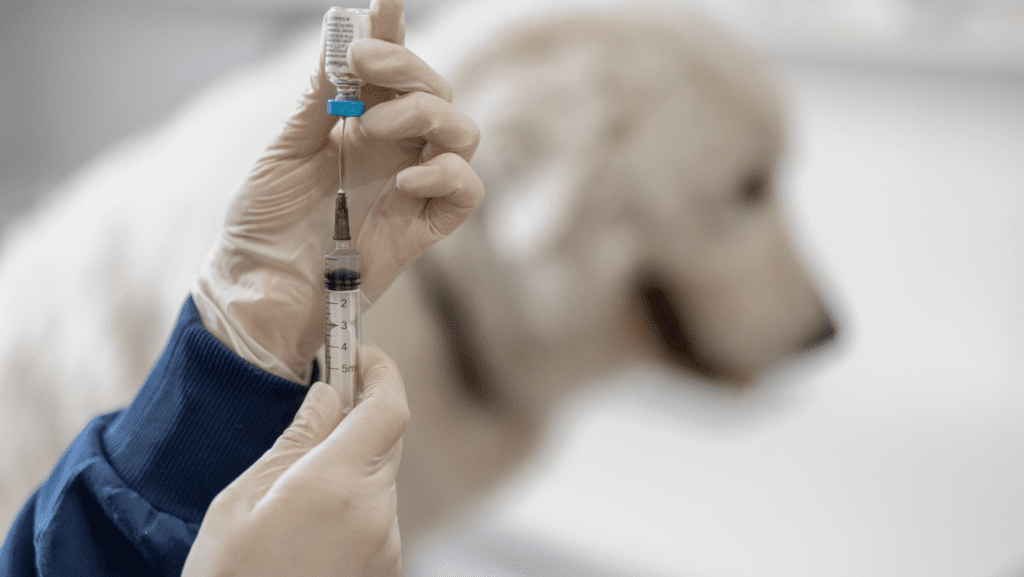 A vet drawing up a vaccination out of a vial in front of a golden Labrador dog.