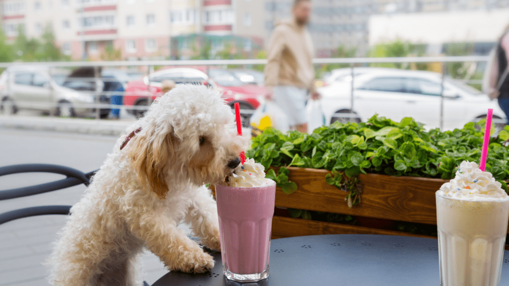 A content dog relishing a creamy treat at a café, showcasing canine indulgence.