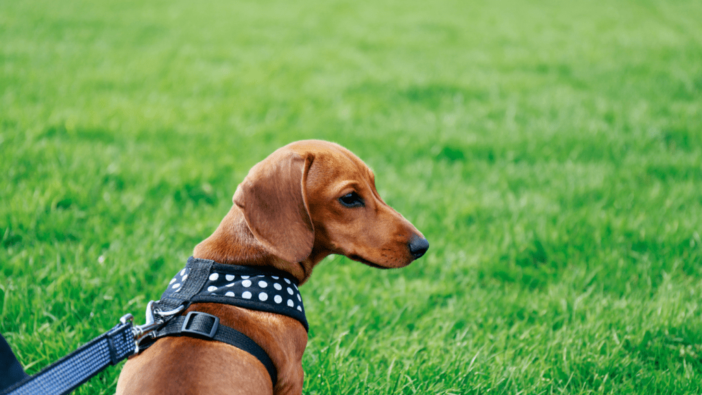 Sausage Dog (Dachshund puppy) with harness while sitting on grass