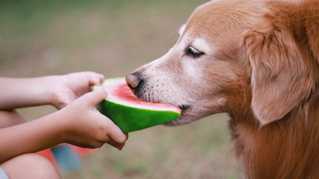 Dog eating watermelon out of owners hand