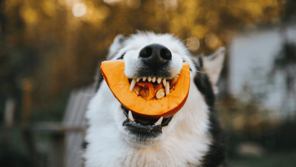 Dog smiling while holding a big pumpkin in their mouth
