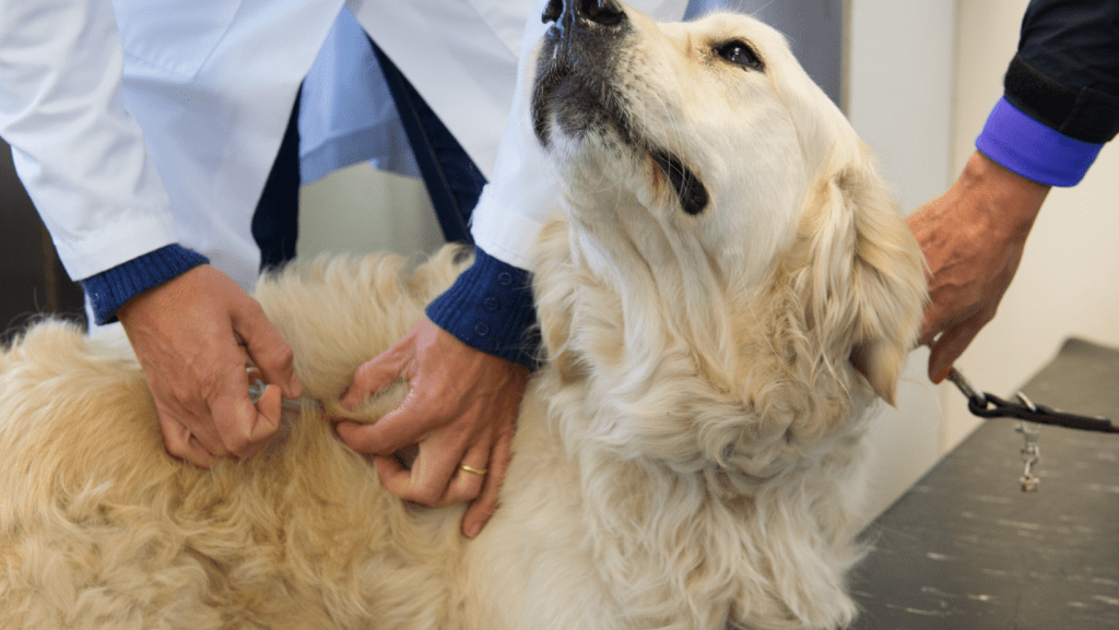 A dog getting an immunisation while looking up questionably to their owner