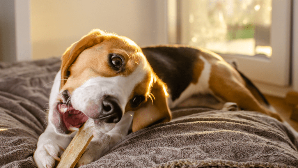 Sweet puppy discovering textures and tastes by playfully nibbling on items.