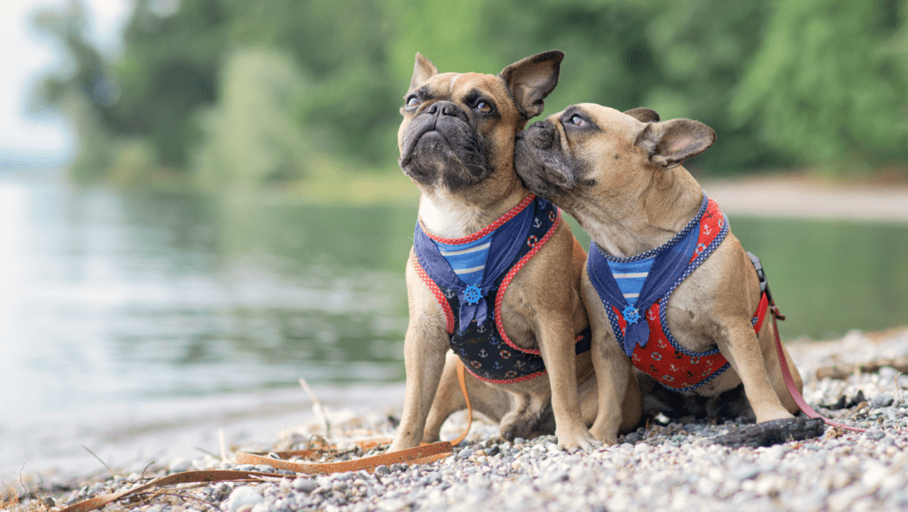 Two dogs with harnesses, looking comfortable and happy